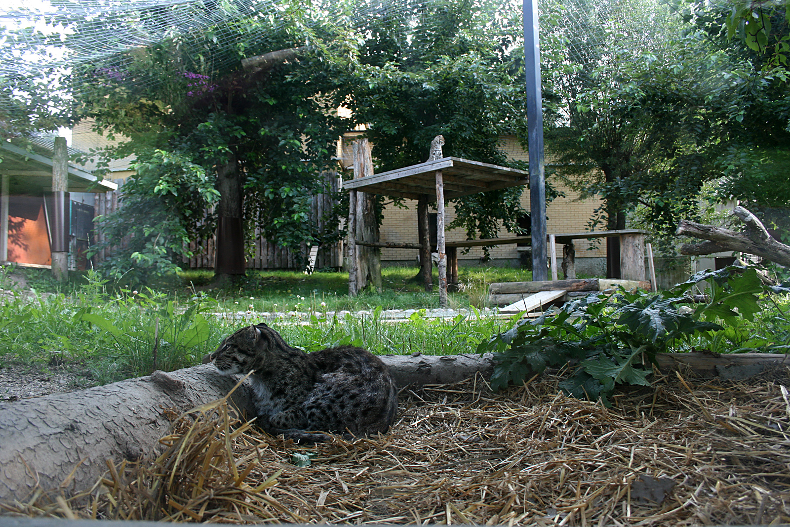 Fishing cats (Prionailurus viverrinus)