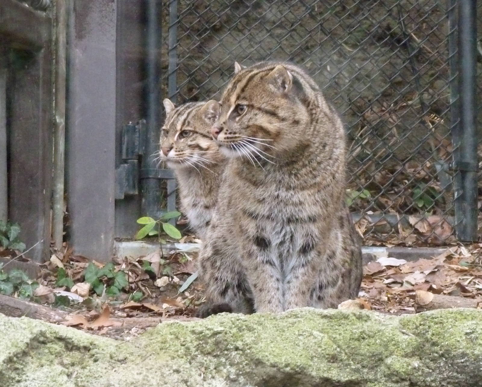 Fishing Cats Reunited - Asia Traial