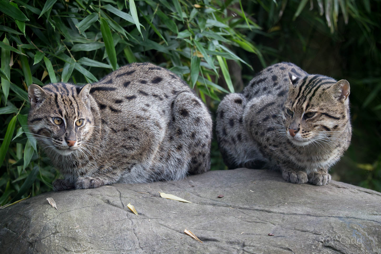 Fishing cats : RSCC : 17 Oct 2014