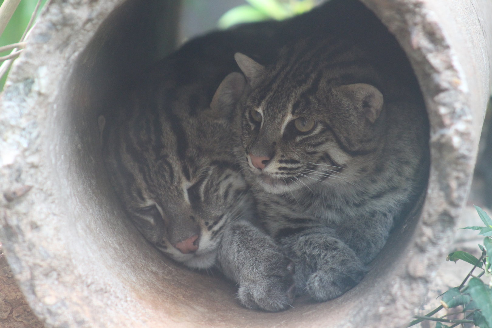 Fishing Cats