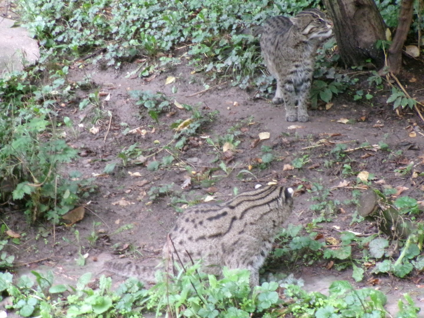 Fishing cats