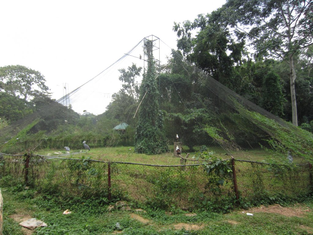 Fishing Eagle aviary (with shoebills)