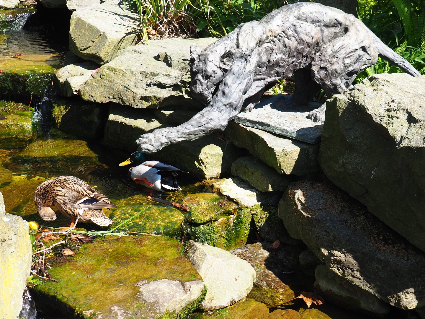 Fishing jaguar statue and wild mallards (Anas platyrhynchos), 2019-04-20