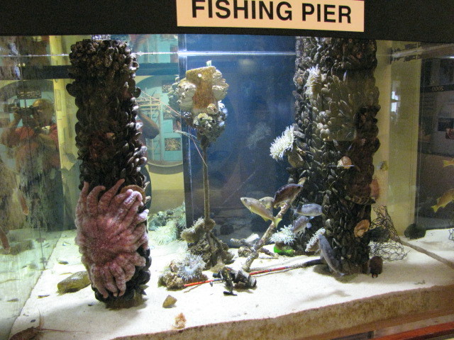 Fishing Pier Tank