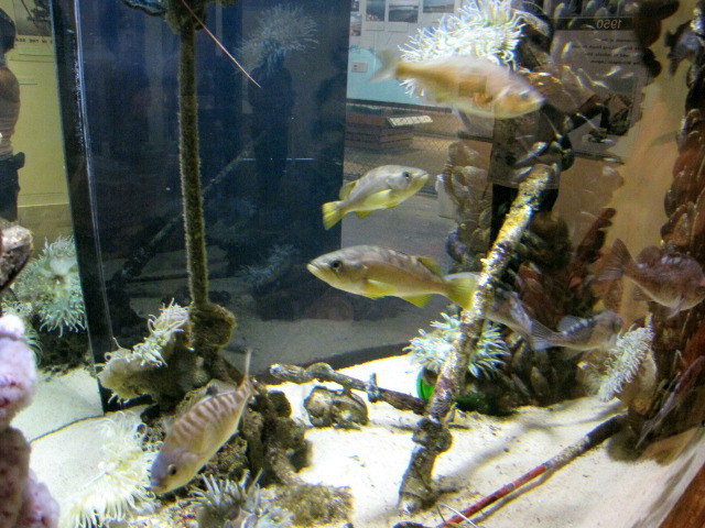 Fishing Pier Tank