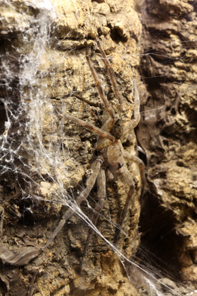 fishing spider