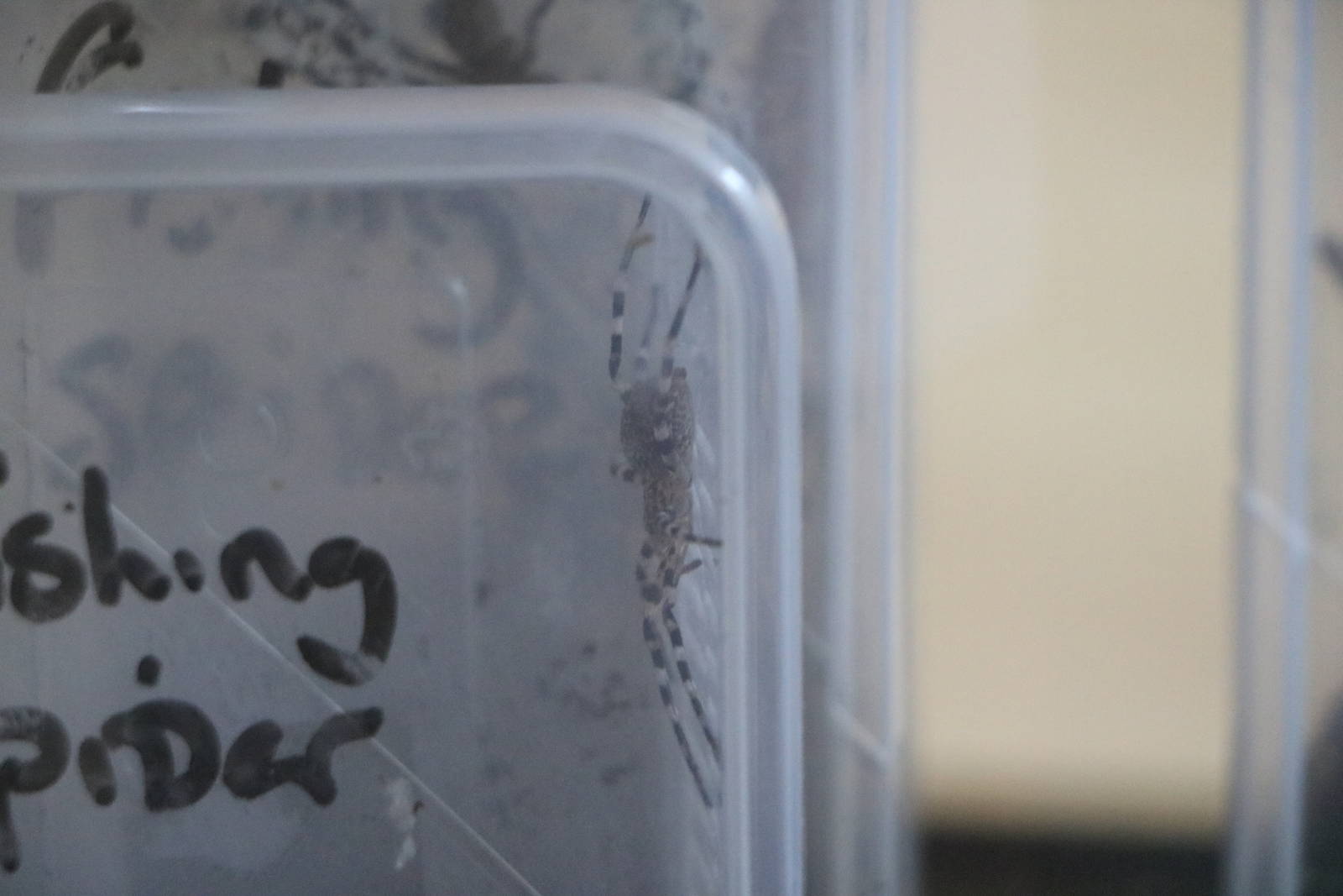 Fishing spiders - Hemsley Conservation Centre, October 2015