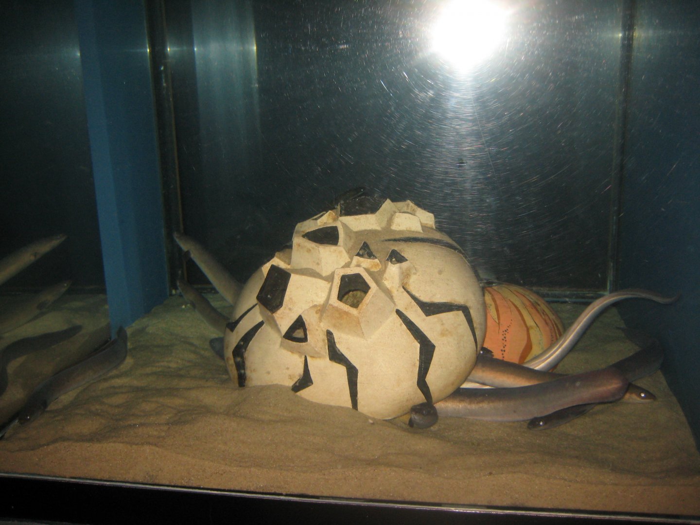 Fiskeri- og Søfartsmuseet - Art tank - Eel