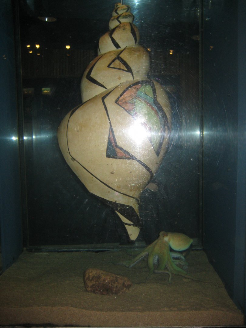 Fiskeri- og Søfartsmuseet - Art tank - Octopus