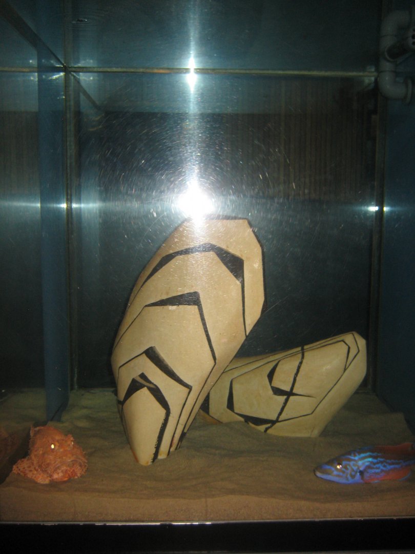 Fiskeri- og Søfartsmuseet - Art tank - Scorpionfish