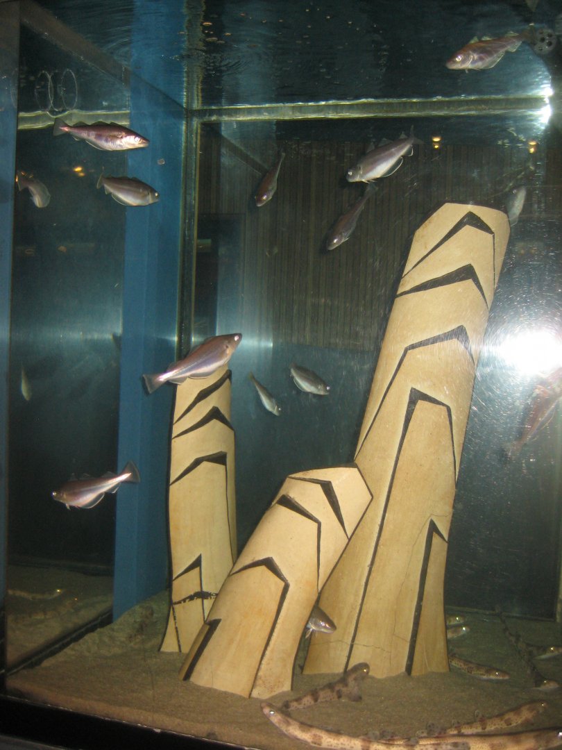 Fiskeri- og Søfartsmuseet - Art tank - Whitling