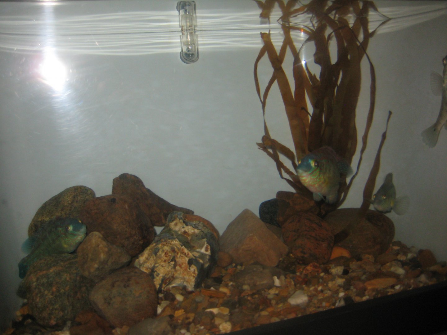 Fiskeri- og Søfartsmuseet - Corkwing tank