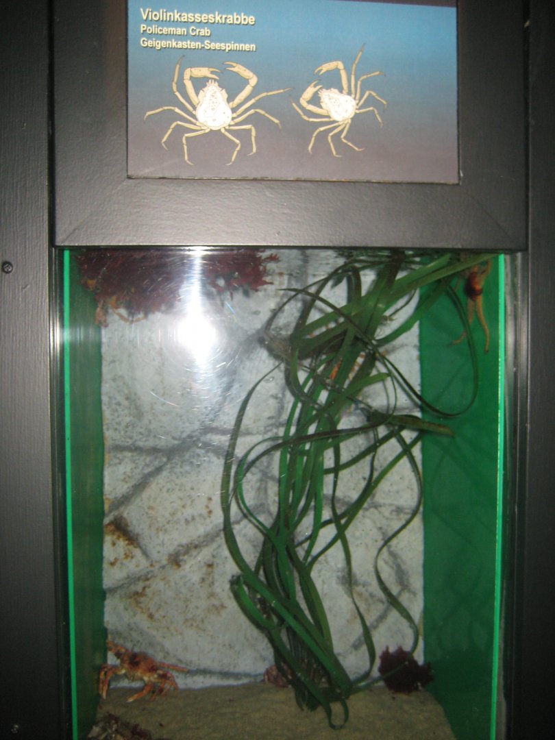 Fiskeri- og Søfartsmuseet - Crab tank