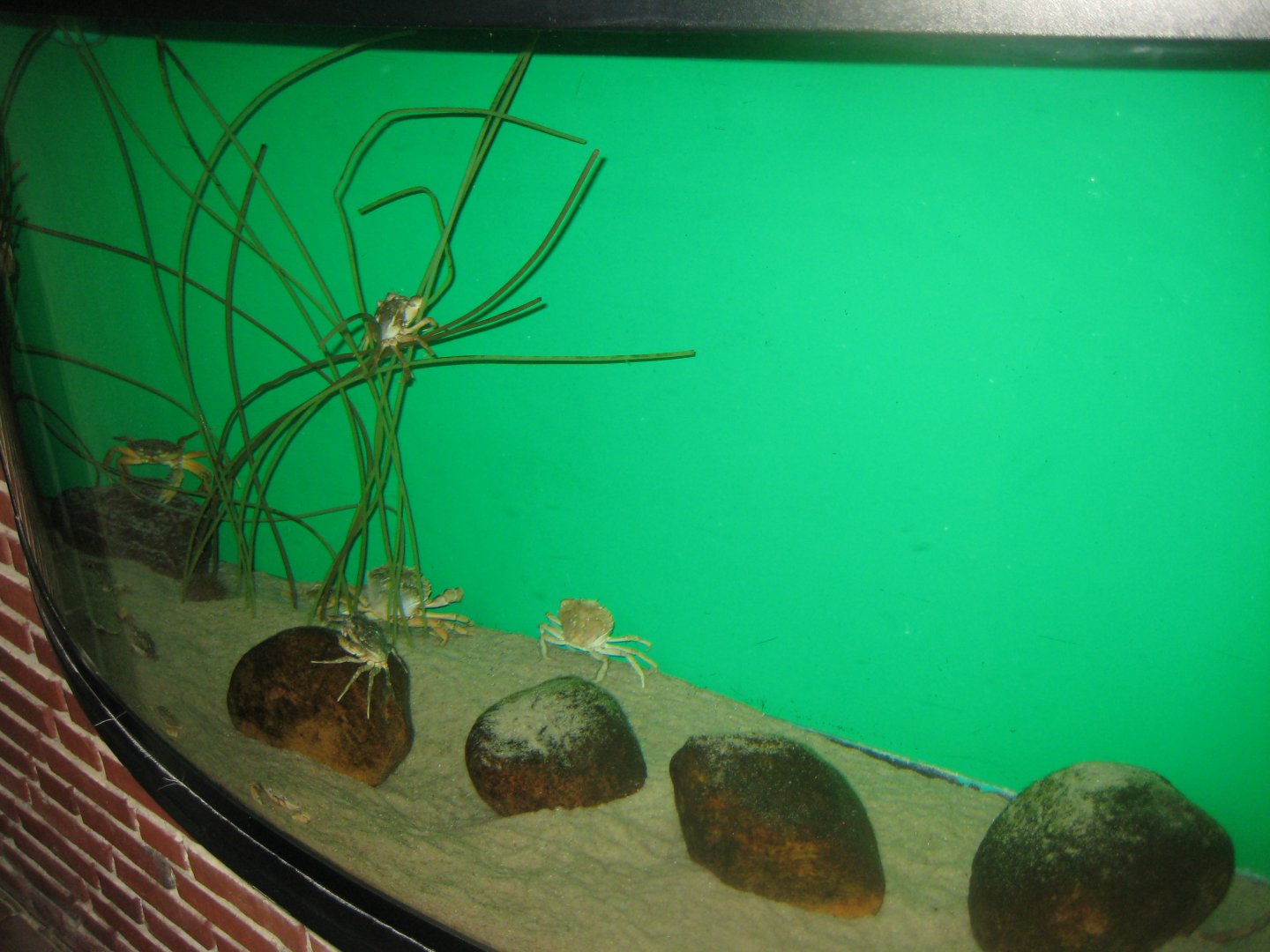 Fiskeri- og Søfartsmuseet - Crab tank