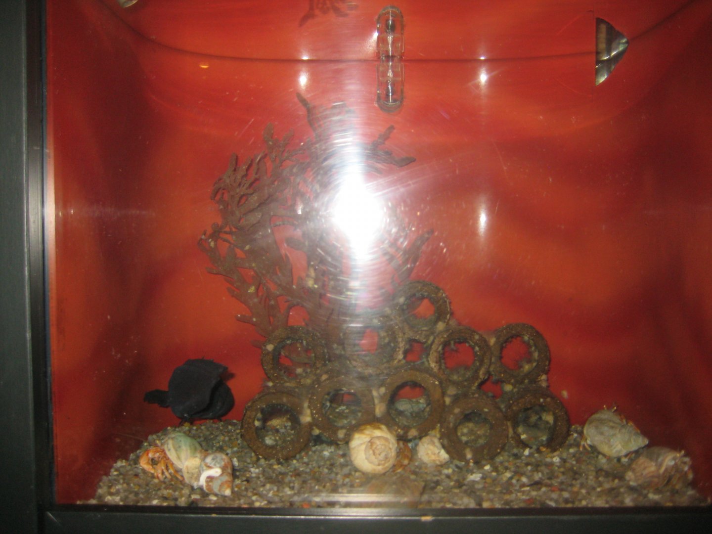 Fiskeri- og Søfartsmuseet - Forkbeard tank