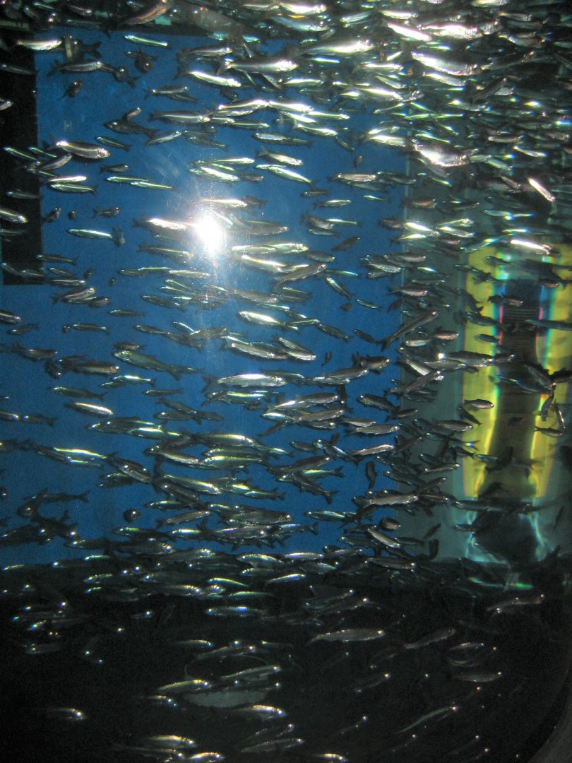Fiskeri- og Søfartsmuseet - Herring tank