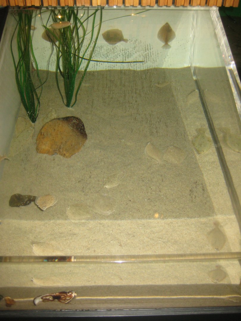 Fiskeri- og Søfartsmuseet - Mixed flatfish tank