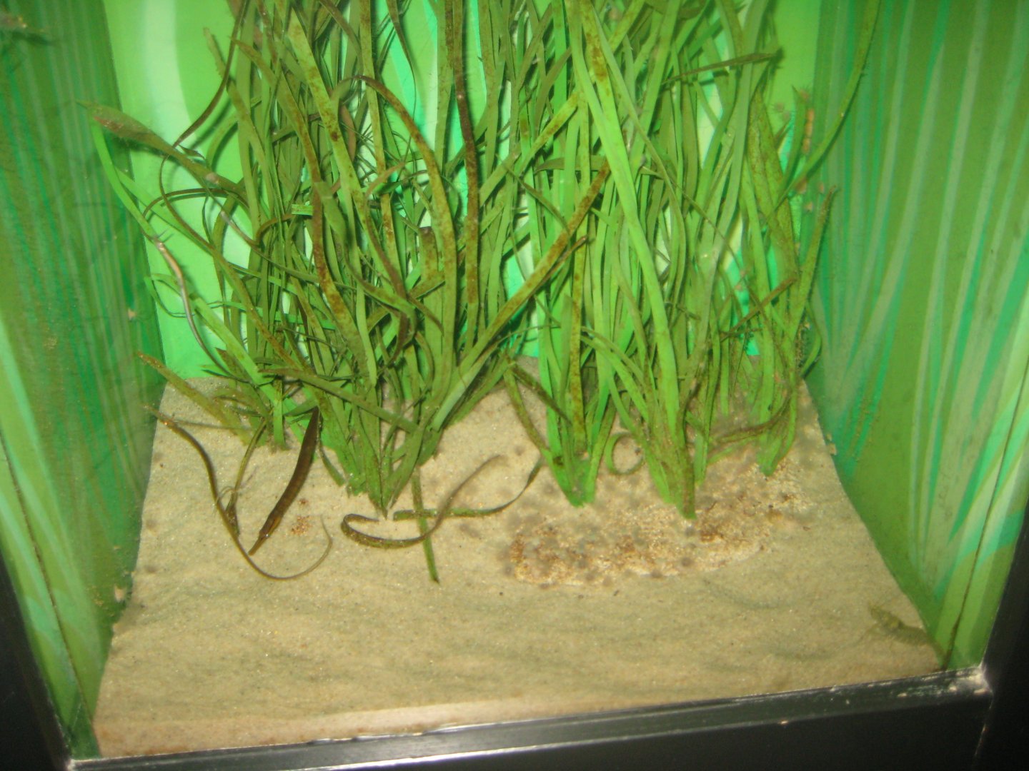 Fiskeri- og Søfartsmuseet - Mixed pipefish tank