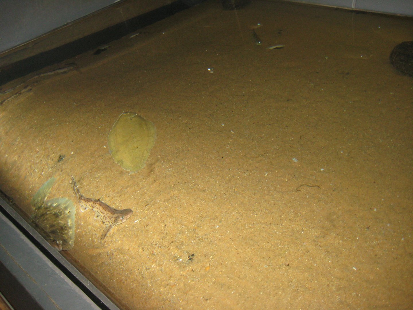 Fiskeri- og Søfartsmuseet - Mixed sand bottom tank
