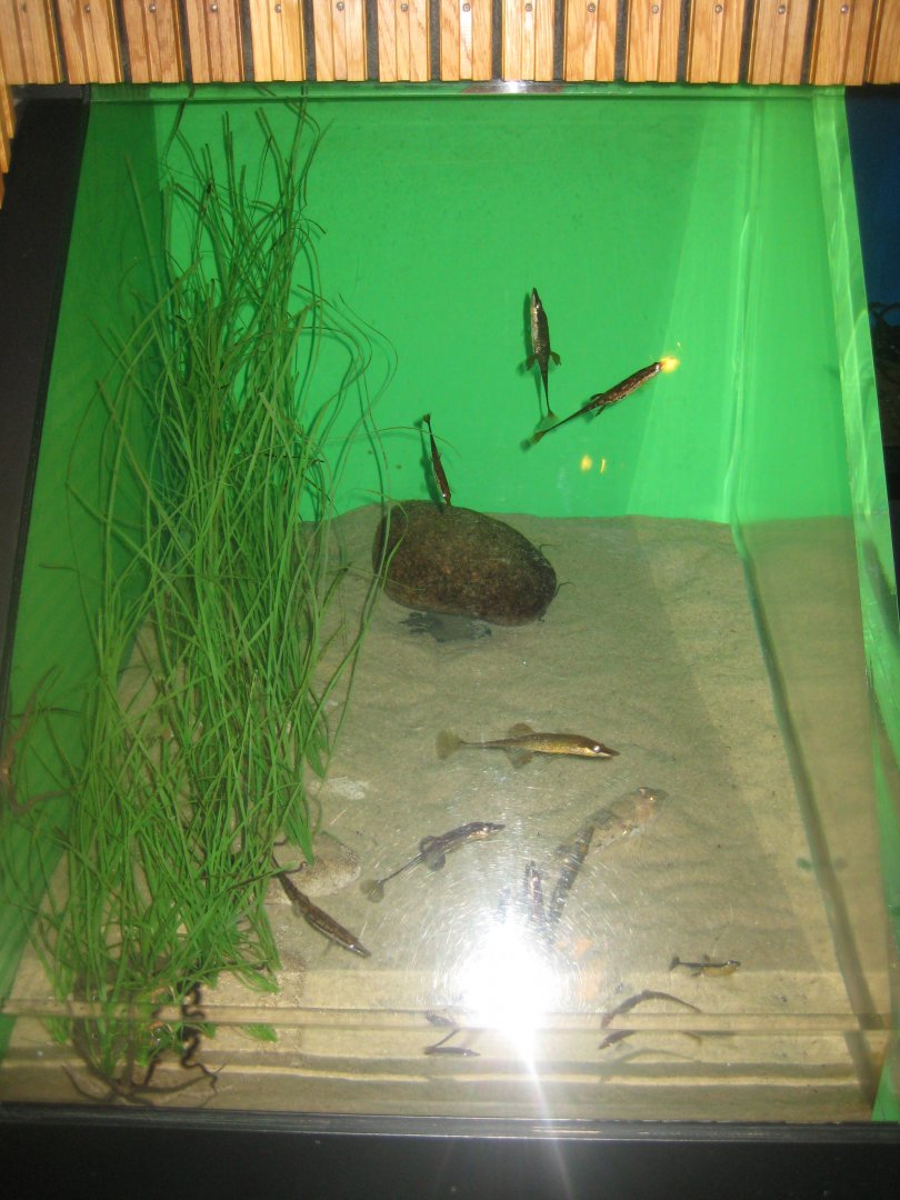 Fiskeri- og Søfartsmuseet - Mixed tank