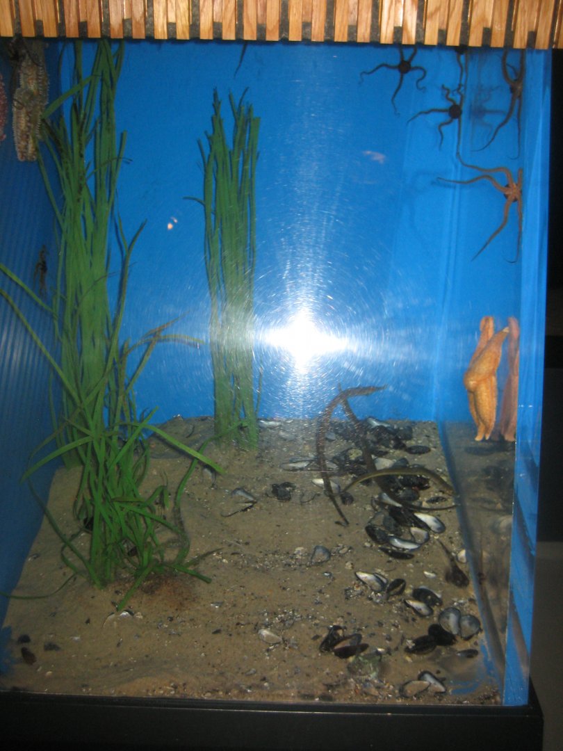 Fiskeri- og Søfartsmuseet - Mixed tank