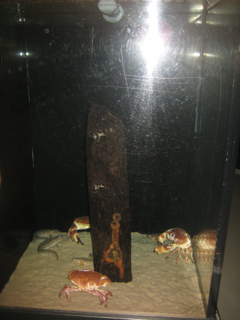 Fiskeri- og Søfartsmuseet - Mixed tank