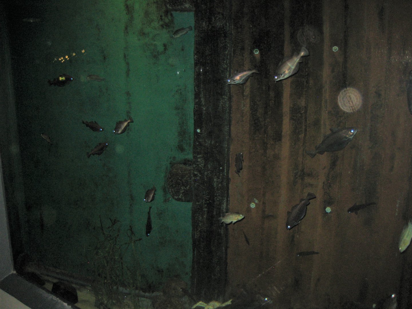 Fiskeri- og Søfartsmuseet - Mixed tank