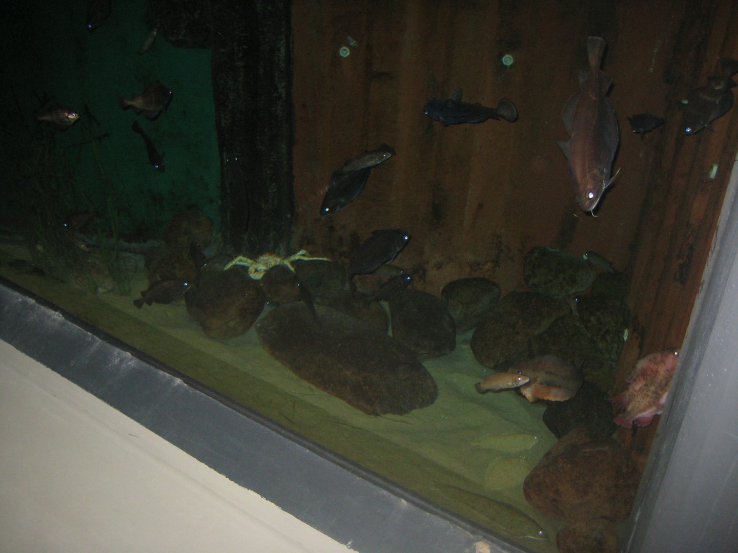 Fiskeri- og Søfartsmuseet - Mixed tank