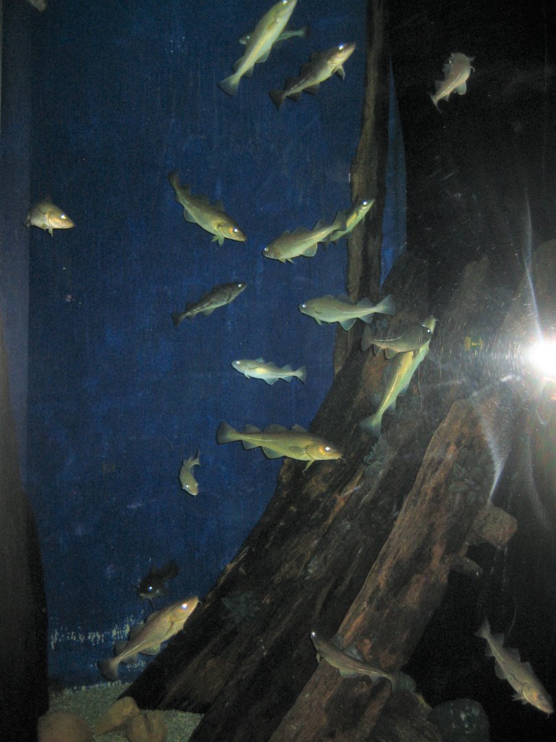 Fiskeri- og Søfartsmuseet - Mixed tank