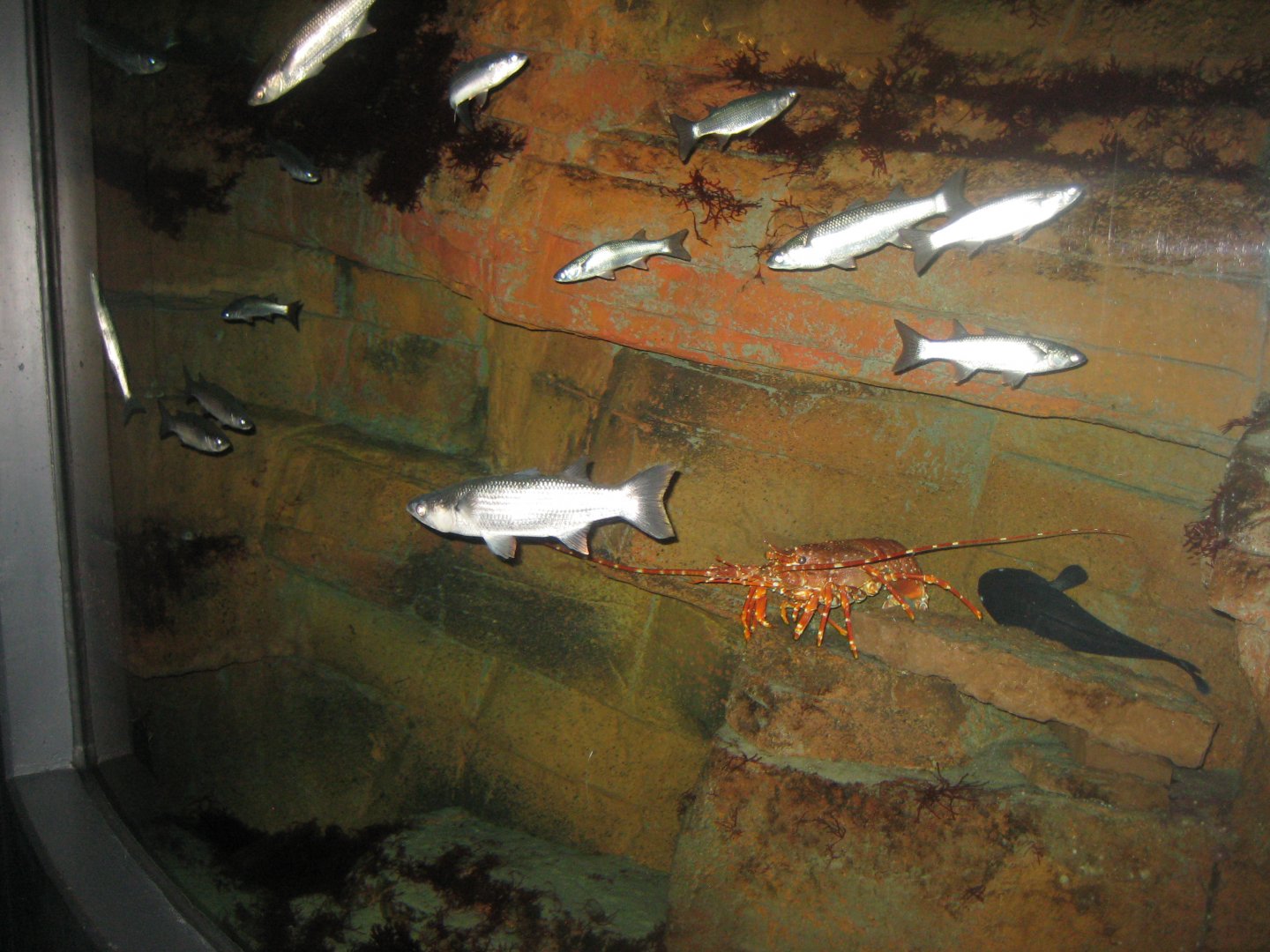 Fiskeri- og Søfartsmuseet - Mixed tank
