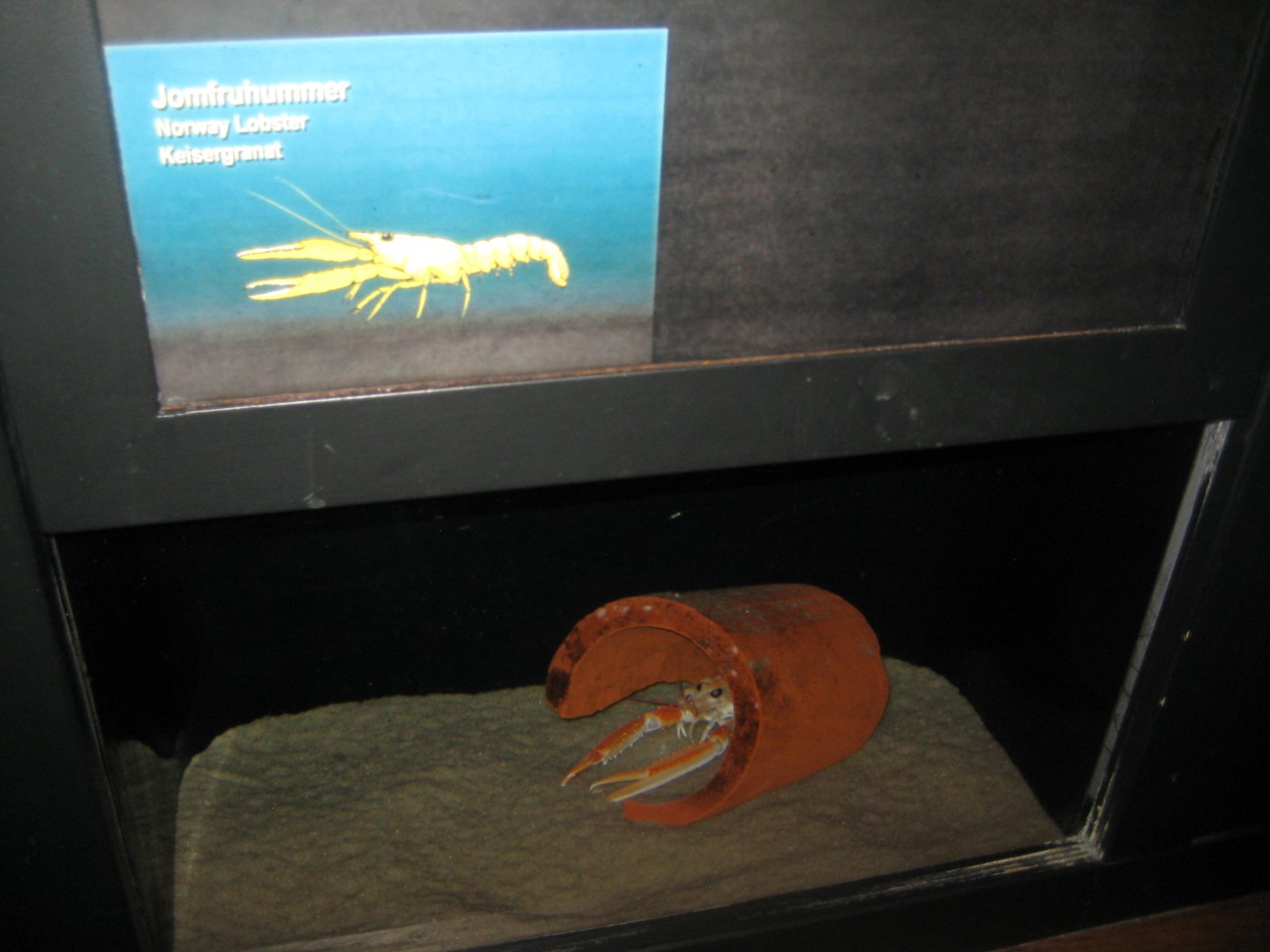 Fiskeri- og Søfartsmuseet - Norway lobster tank