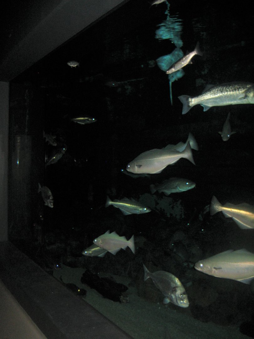 Fiskeri- og Søfartsmuseet - Ocean tank