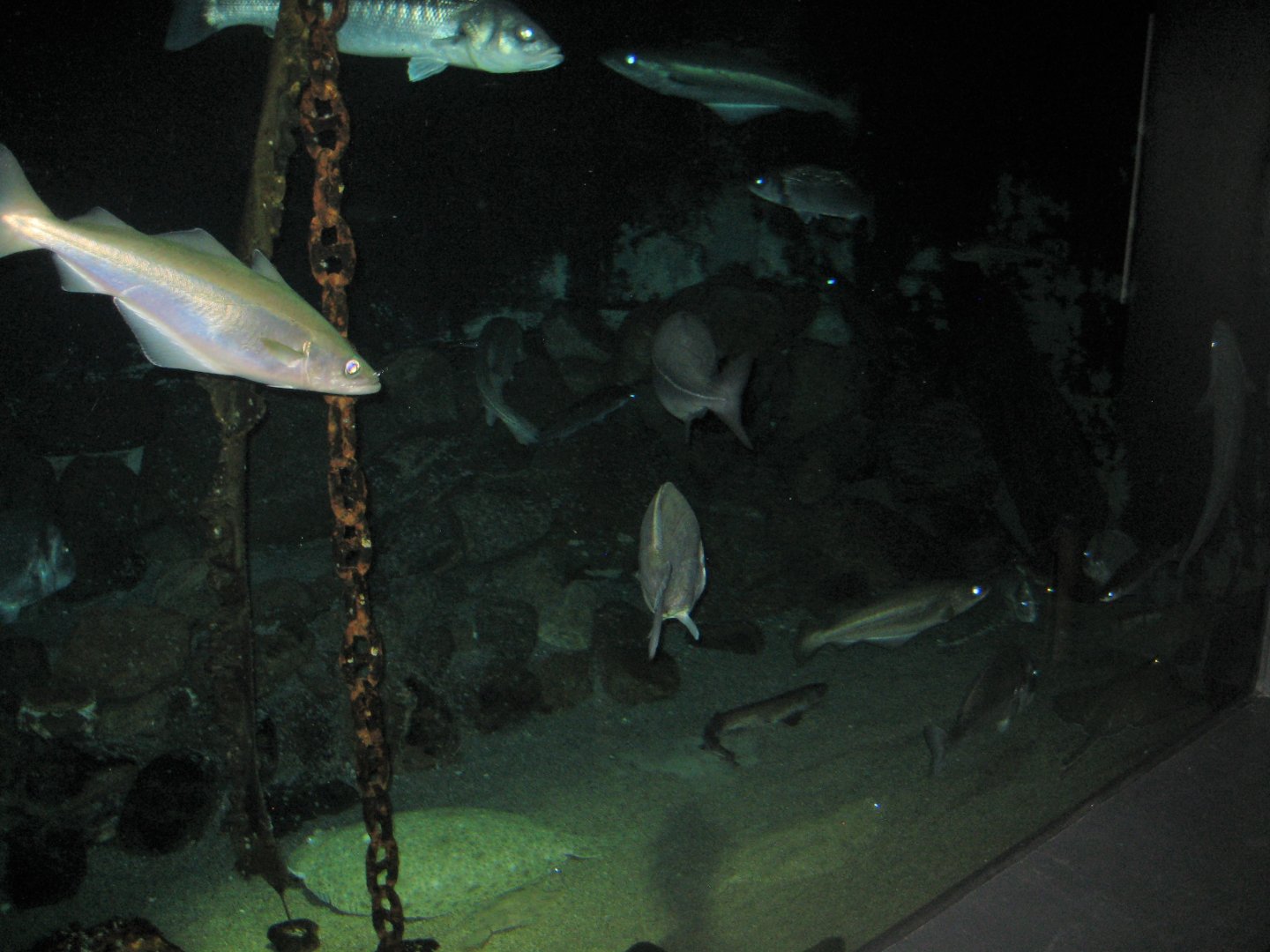 Fiskeri- og Søfartsmuseet - Ocean tank