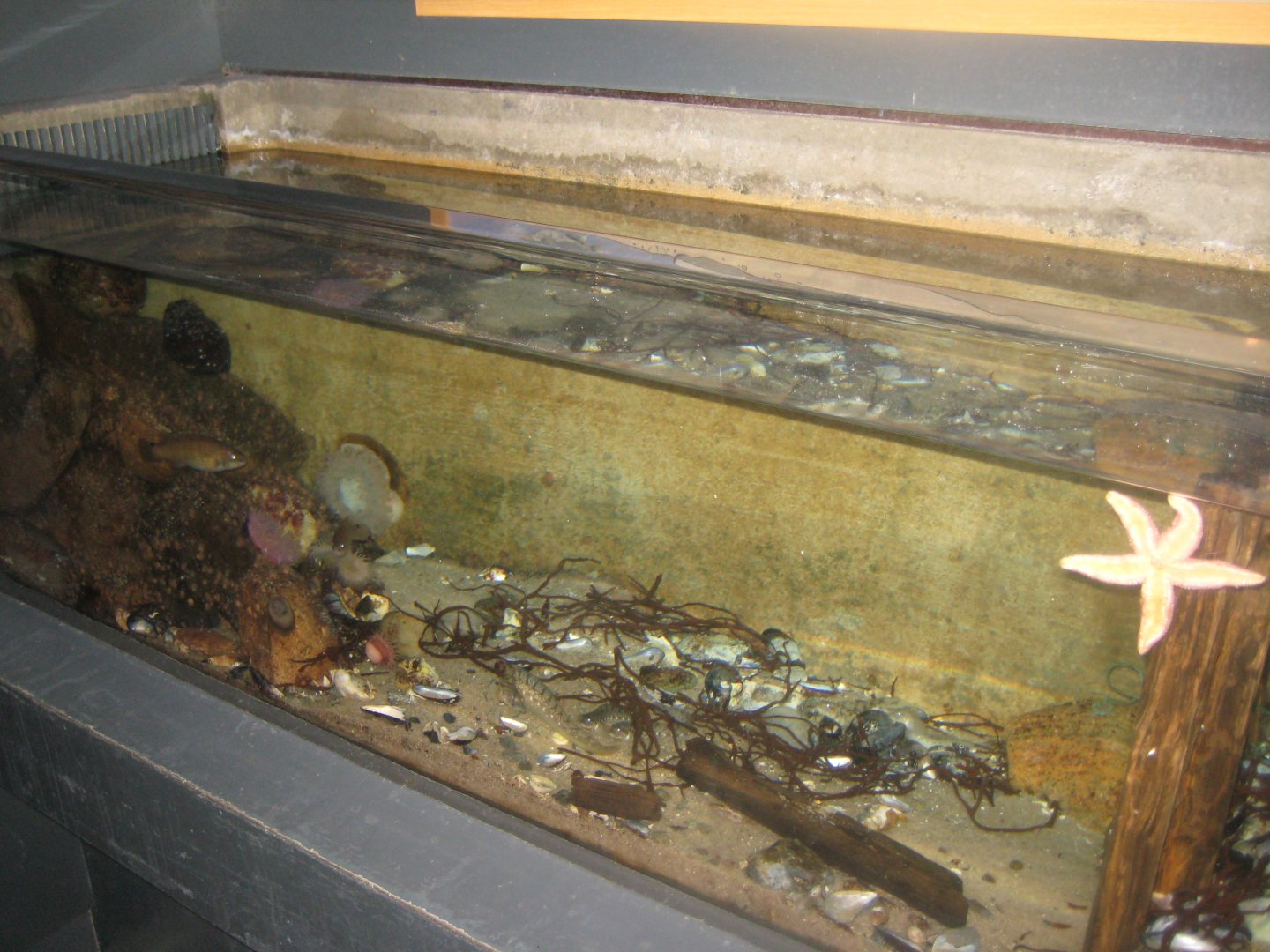 Fiskeri- og Søfartsmuseet - Open coast tank