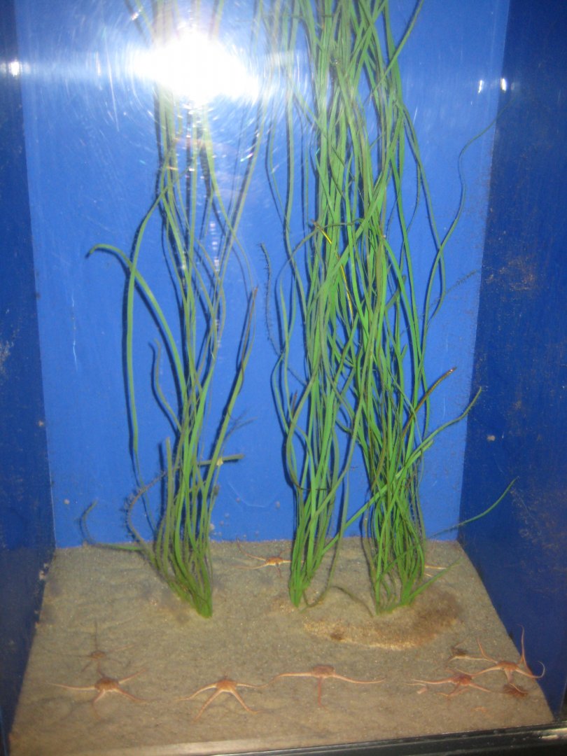 Fiskeri- og Søfartsmuseet - Pipefish tank