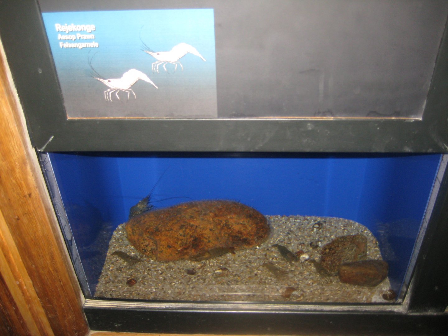 Fiskeri- og Søfartsmuseet - Prawn tank