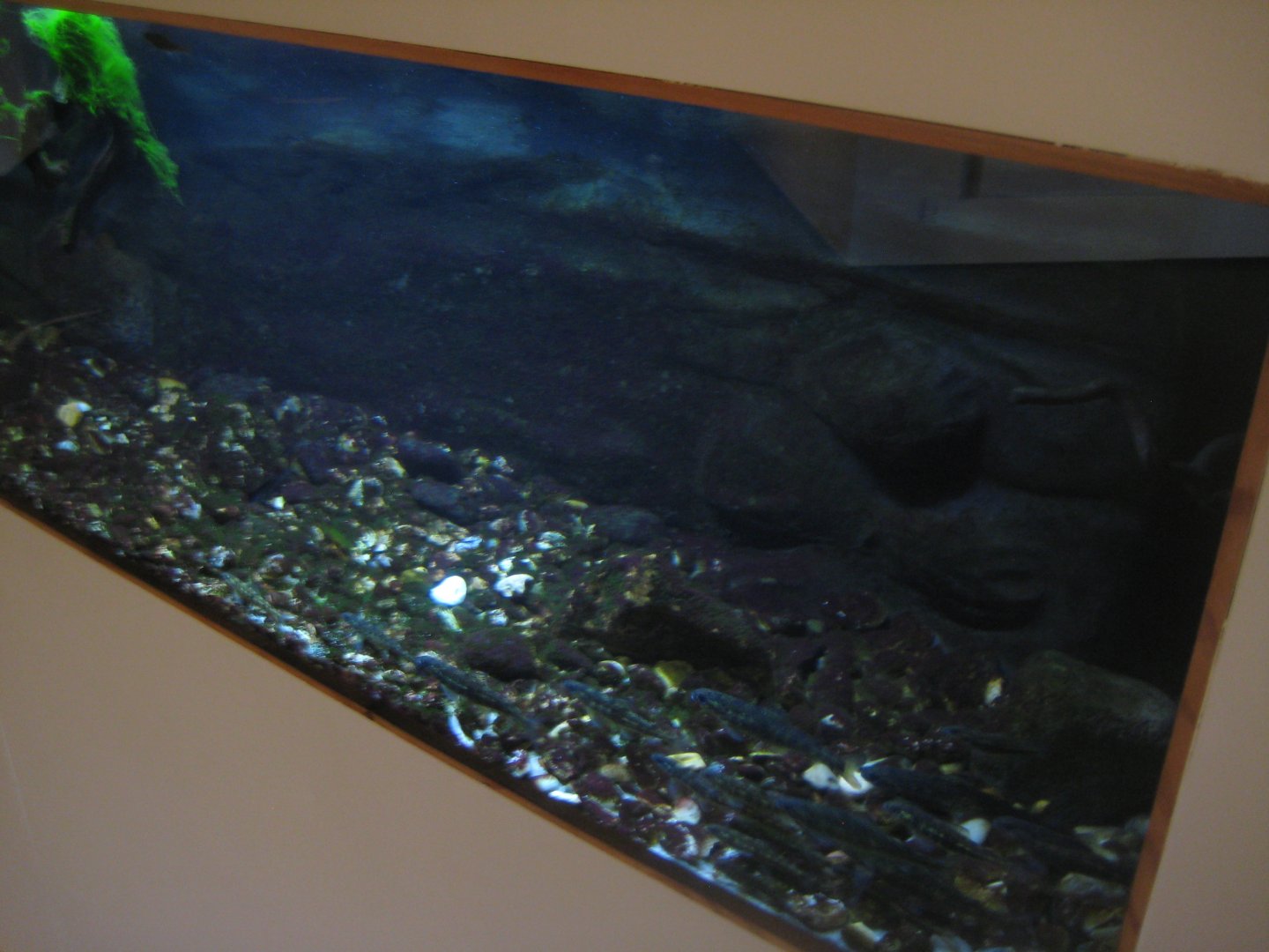 Fiskeri- og Søfartsmuseet - Salmon tank