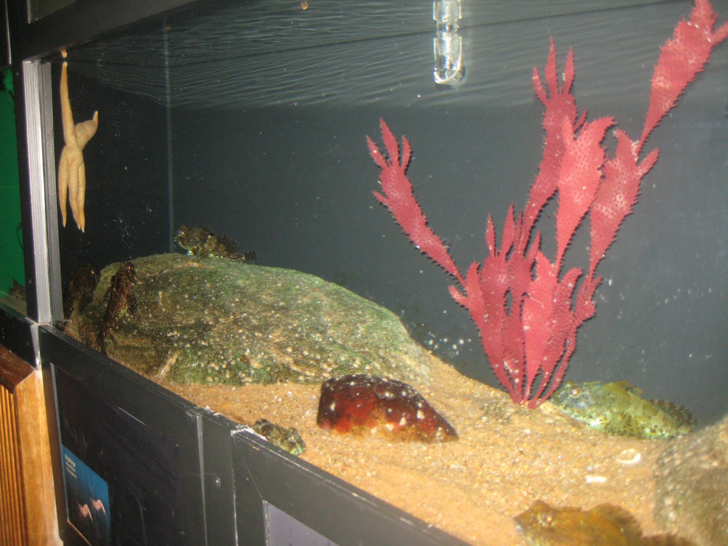 Fiskeri- og Søfartsmuseet - Sea scorpion tank