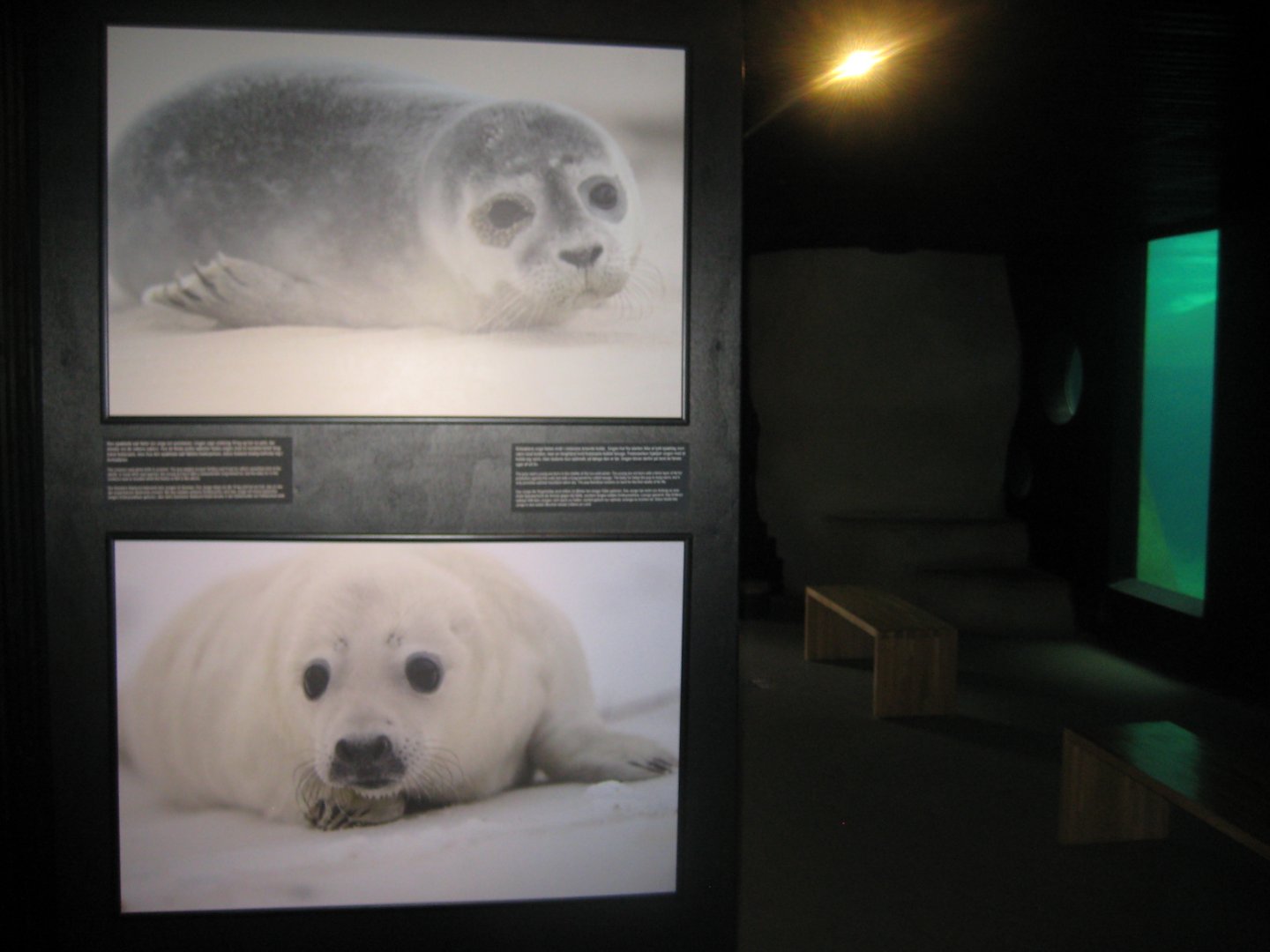 Fiskeri- og Søfartsmuseet - Sealarium - Seal exhibition