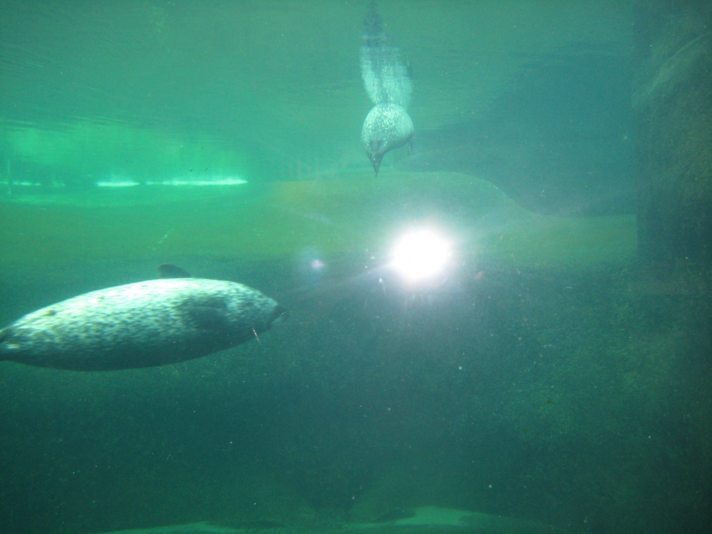 Fiskeri- og Søfartsmuseet - Sealarium