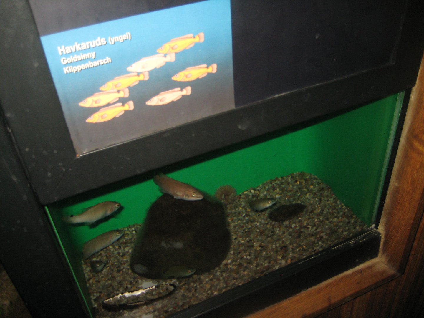 Fiskeri- og Søfartsmuseet - Tank for goldsinny offspring