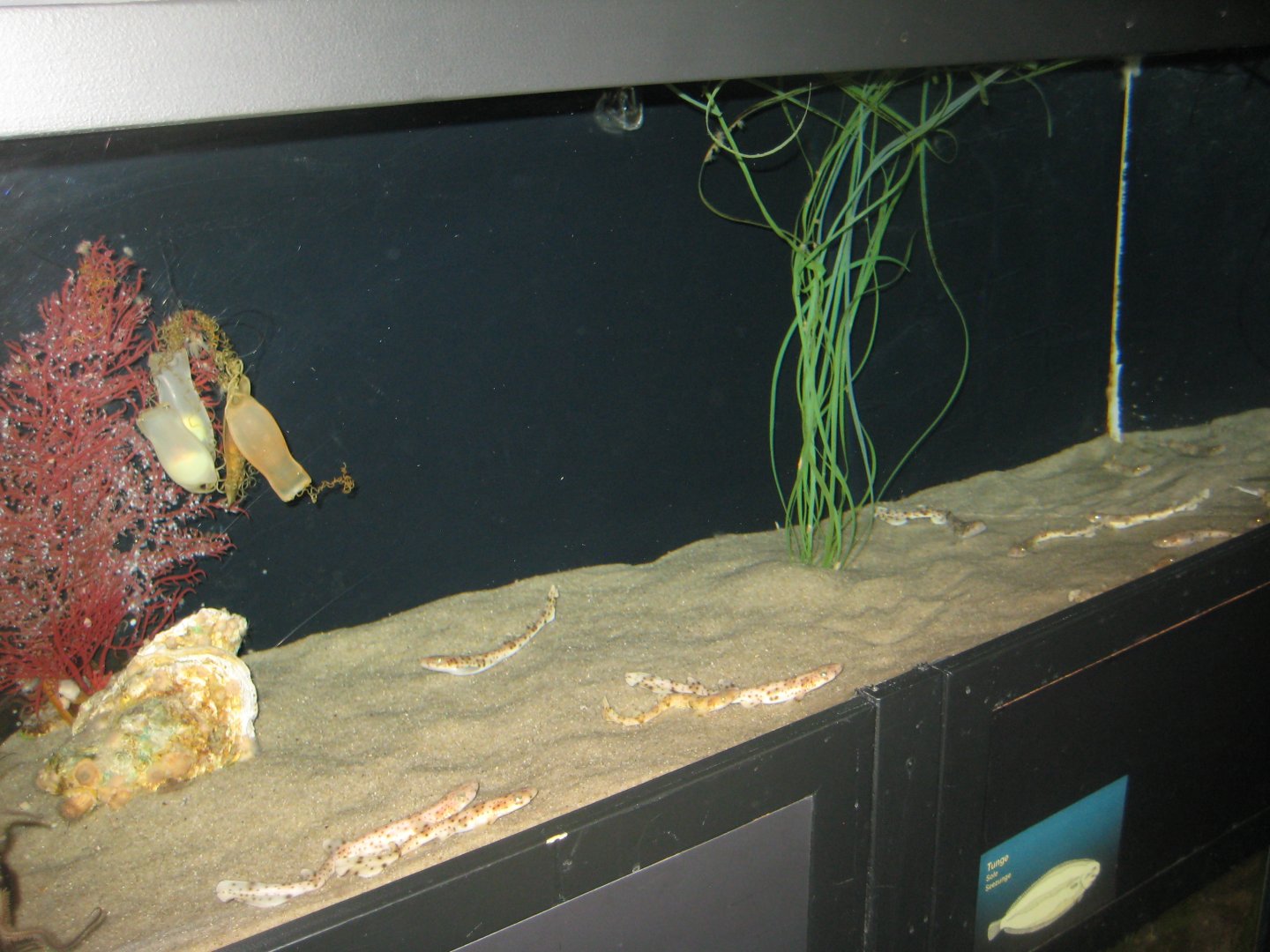 Fiskeri- og Søfartsmuseet - Tank for small-spotted catshark offspring