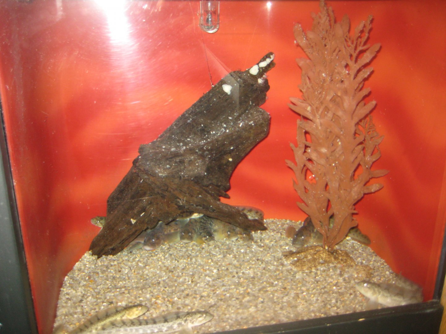 Fiskeri- og Søfartsmuseet - Tank for surplus eelpout