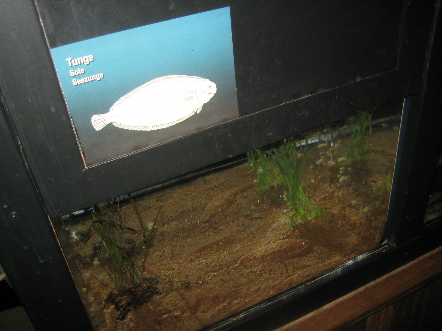 Fiskeri- og Søfartsmuseet - Tank for surplus sole