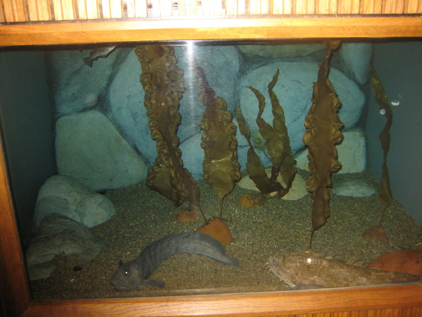 Fiskeri- og Søfartsmuseet - "Ugly fish" tank