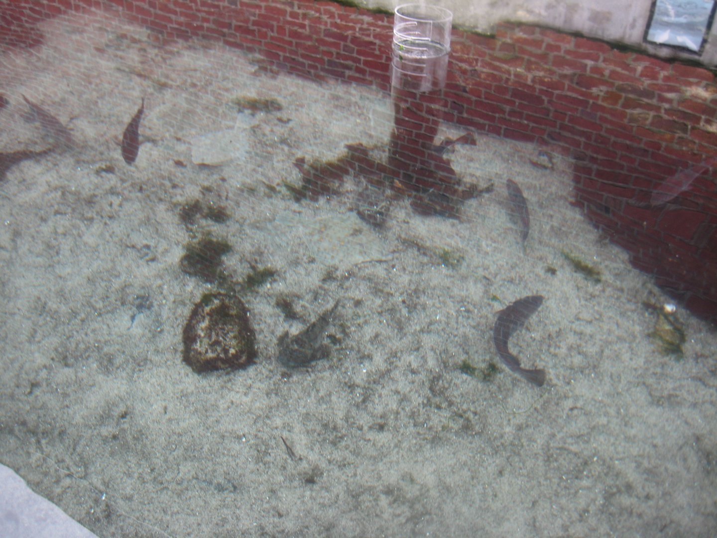 Fiskeri- og Søfartsmuseet - Wadden Sea Pavilion - Aviary pool