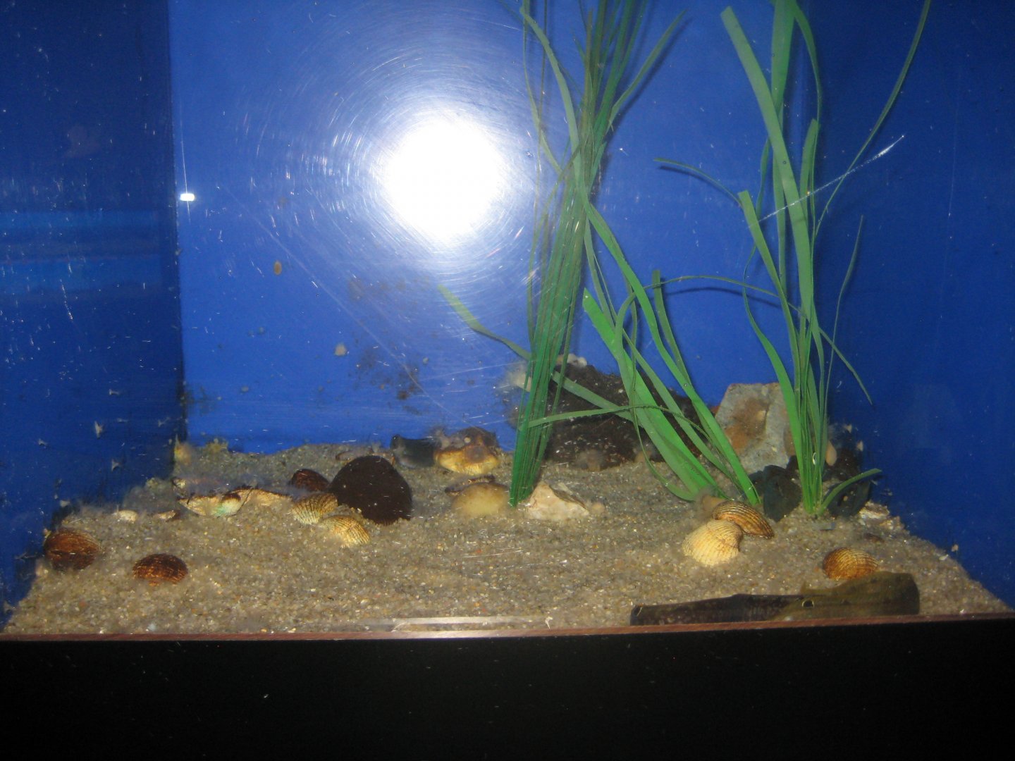 Fiskeri- og Søfartsmuseet - Wadden Sea Pavilion - Butterfish tank