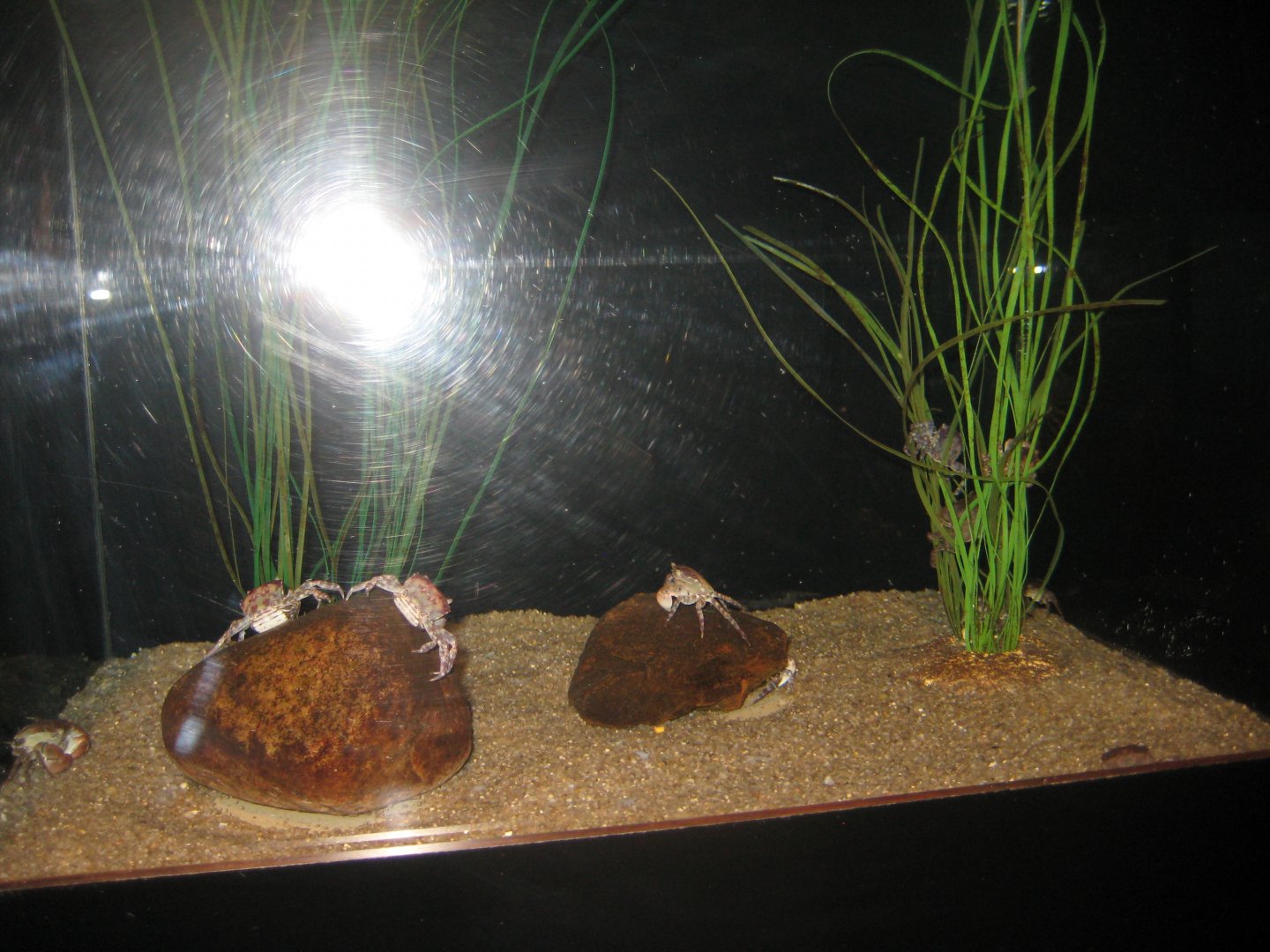 Fiskeri- og Søfartsmuseet - Wadden Sea Pavilion - Crab tank