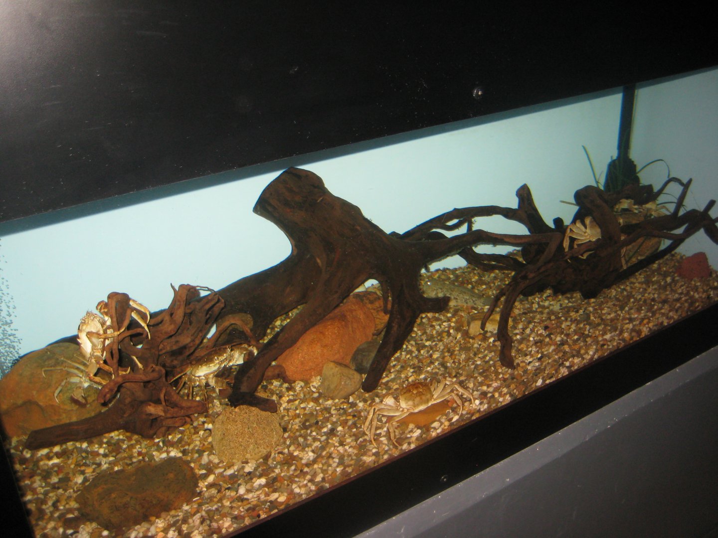 Fiskeri- og Søfartsmuseet - Wadden Sea Pavilion - Crab tank
