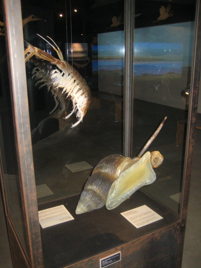 Fiskeri- og Søfartsmuseet - Wadden Sea Pavilion - Exhibition models